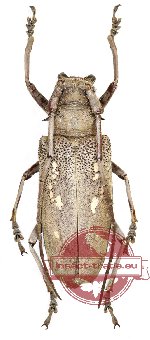 Batocera sumbaensis Franz, 1972