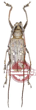 Batocera sumbaensis Franz, 1972