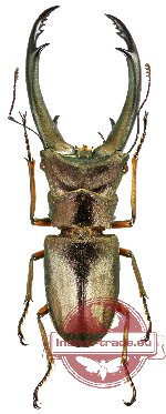 Cyclomatus truncatus