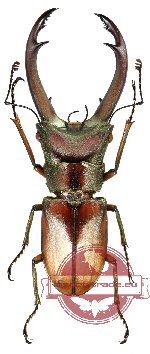 Cyclomatus truncatus (RED)