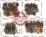 Scientific lot no. 258 Chrysomelidae (43 pcs)