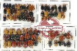 Scientific lot no. 260 Chrysomelidae (79 pcs)