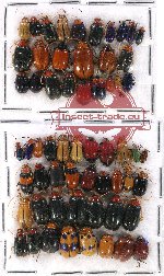 Scientific lot no. 281 Chrysomelidae (60 pcs)