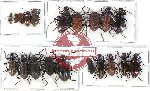 Scientific lot no. 246 Tenebrionidae (20 pcs A, A-, A2)