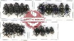 Scientific lot no. 247 Tenebrionidae (19 pcs)