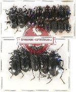 Scientific lot no. 248 Tenebrionidae (18 pcs)