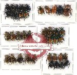 Scientific lot no. 205 Rutelinae (41 pcs)