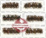 Scientific lot no. 209 Rutelinae (30 pcs)