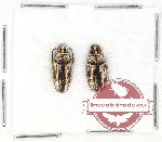 Scientific lot no. 36 Blattodea (2 pcs)
