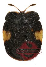 Notosacantha birmanica