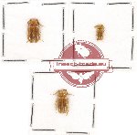 Dryllidae Scientific lot no. 2 (3 pcs)