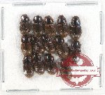 Scientific lot no. 497 Coprophaga (14 pcs)