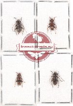Scientific lot no. 206 Cerambycidae (4 pcs A2)