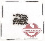 Scientific lot no. 83 Histeridae (54 pcs)