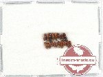 Scientific lot no. 82 Scolytidae (19 pcs)