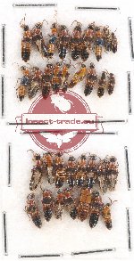 Scientific lot no. 123 Staphylinidae (33 pcs)