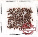 Scientific lot no. 10BB Dytiscidae (ca 170 pcs)