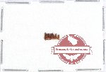 Bostrichidae Scientific lot no. 35A (7 pcs)