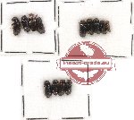 Bostrichidae Scientific lot no. 37 (12 pcs)