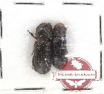 Bostrichidae Scientific lot no. 44 (2 pcs)