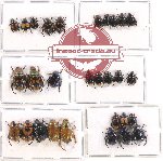 Scientific lot no. 206 Rutelinae (29 pcs)