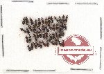 Scientific lot no. 342 Carabidae (Dyschirius spp.) (49 pcs)