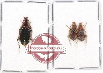 Scientific lot no. 394 Carabidae (3 pcs)
