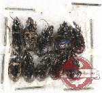 Scientific lot no. 360 Carabidae (10 pcs)