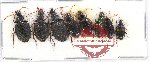 Scientific lot no. 383 Carabidae (8 pcs)