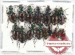 Scientific lot no. 382 Carabidae (16 pcs)