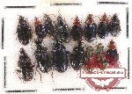 Scientific lot no. 376 Carabidae (15 pcs)