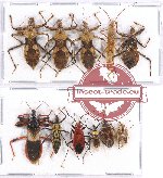 Scientific lot no. 716 Heteroptera (11 pcs)