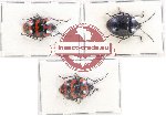 Scientific lot no. 750 Heteroptera (3 pcs - 1 pc A-)