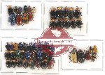 Scientific lot no. 235 Chrysomelidae (53 pcs)