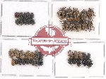 Scientific lot no. 241 Chrysomelidae (45 pcs)