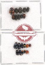 Scientific lot no. 244 Chrysomelidae (Cryptocephalini) (21 pcs)