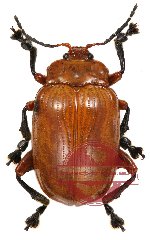 Podontia lutea Olivier, 1790