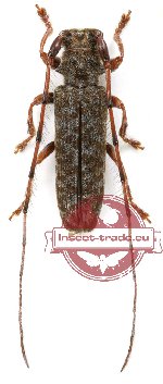 Asaperda maculosa (A-)