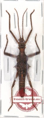 Epidares nolimetangere (A2)