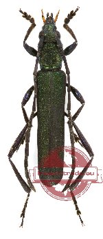Polyzonus prasinus (5 pcs)