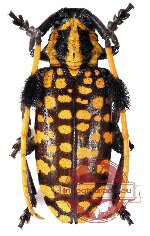 Aristobia approximator