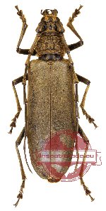 Nadezhdiella fulvopubens (Pic, 1933) (A2)