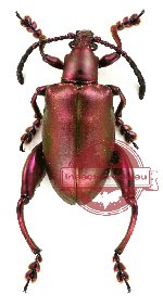 Sagra femorata red/green