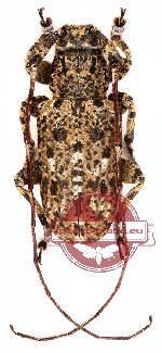 Mesosaimia wakaharai Yamasako, 2014 (A-)