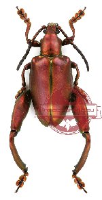 Sagra femorata red/green