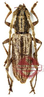 Diorthus (Lamellocerambyx) laosensis (A-)