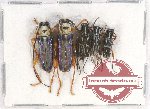 Scientific lot no. 214 Cerambycidae (5 pcs A-/A2)