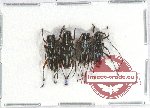 Scientific lot no. 212 Cerambycidae (4 pcs A-, A2)