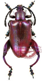Sagra femorata violet