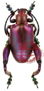 Sagra femorata violet